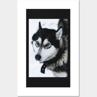 Malamute Dog On a Snow Field Posters and Art